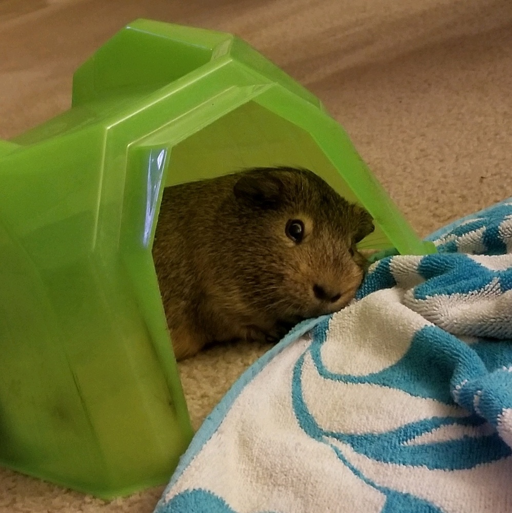 Meet your Posher, Jen